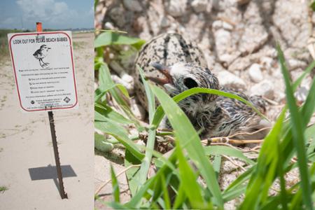 Attention: Watch Out for Nesting Birds When Visiting the University Beach!